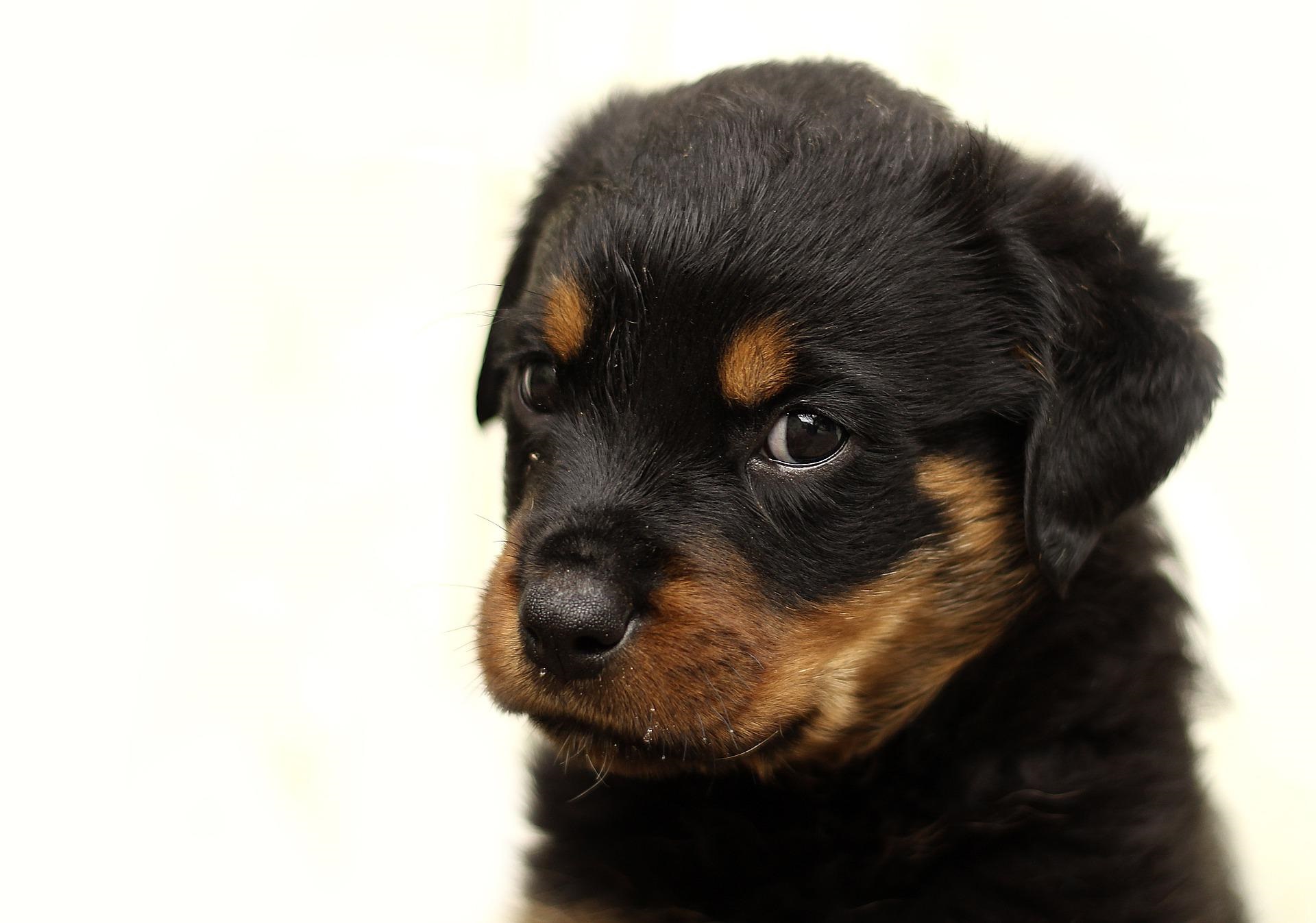 psiocznik_szczeniak_4-dogs.eu